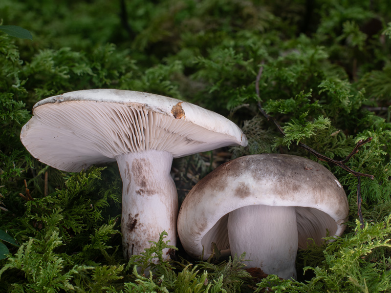 Russula densifolia Russula densifolia